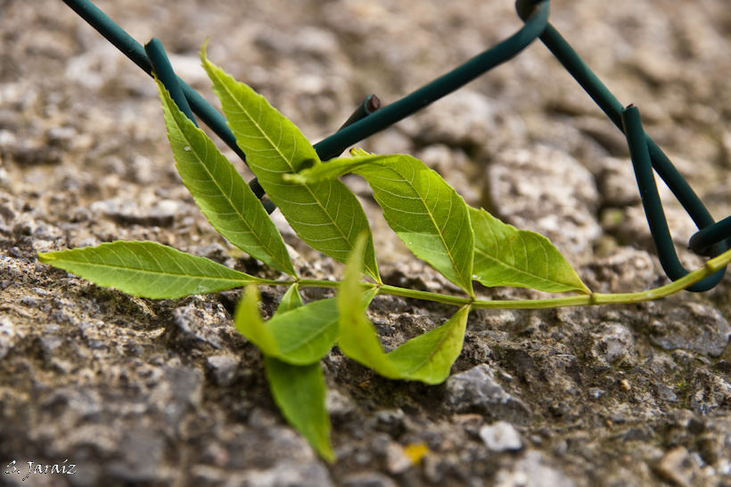 Brotes verdes